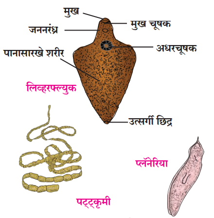 चपट्या कृमींचा प्राणीसंघ (Phylum - Platyhelminthes)