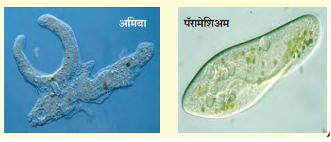 जीवनद्रव्य -स्तर संघटन