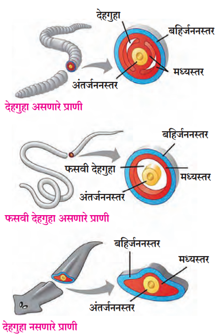 देहगुहेवरून प्राणांचे प्रकार (Body Cavity)