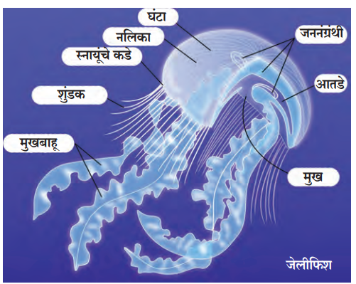 पेशी-ऊती स्तर संघटन (Cell-Tissue grade Organization)
