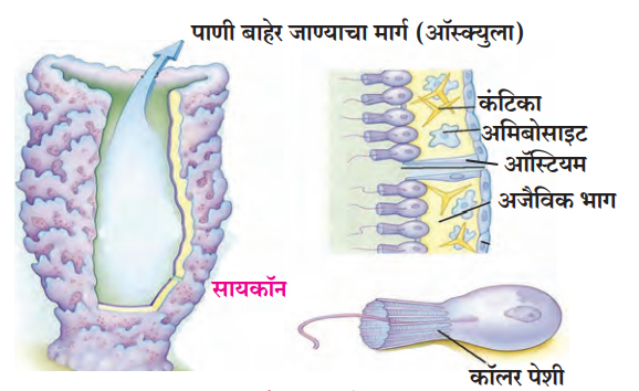 पेशीस्तर (Cellular grade Organization)