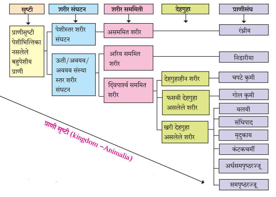 प्राणी सृष्टी (kingdom -Animalia)