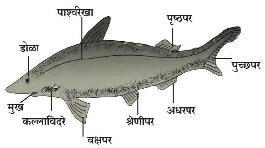 मत्स्य प्राणीवर्ग (Class - Pieces)