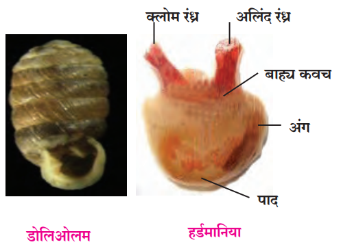 उपसंघ पुच्छसमपृष्ठरज्जू प्राणी / कंचुकयुक्त बाह्यकवची प्राणी (Urochordata)