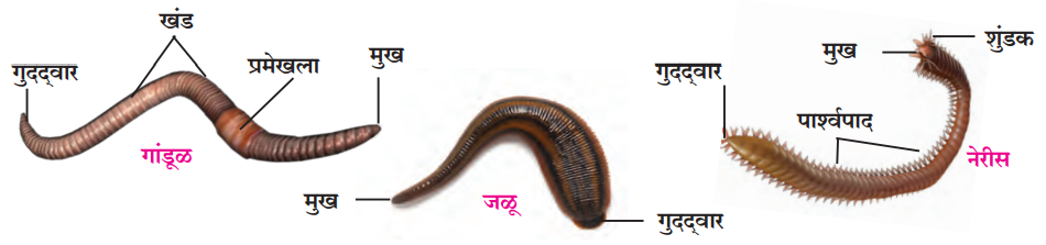 वलीय प्राणीसंघ (Phylum - Annelida)