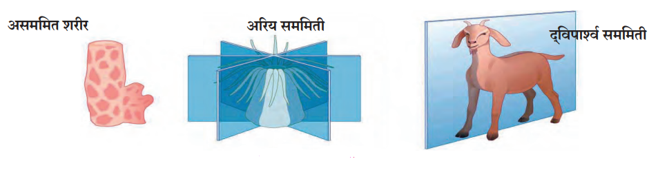 शारीरिक सममितीचे प्रकार (Body Symmetry)