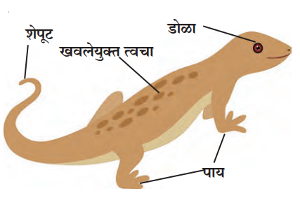 सरीसृप प्राणीवर्ग (Class - Reptilia)
