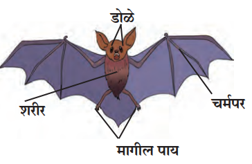 सस्तन प्राणीवर्ग (Class - Mammalia), वटवाघुळ