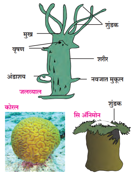 सिलेंटराटा / निडारिया प्राणीसंघ (Phylum - Coelenterata / Cnidaria)
