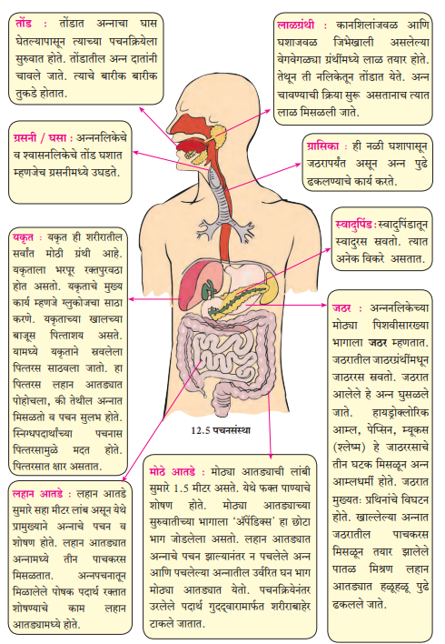 मानवी पचनसंस्था | Human Digestive System : MPSC Gazetted Civil Services Exam 2024 अभ्यास साहित्य_3.1