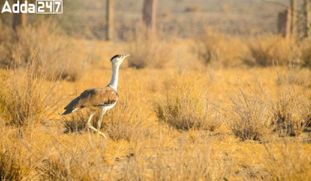Committee for Great Indian Bustard Preservation | ग्रेट इंडियन बस्टर्ड संवर्धनासाठी समिती 