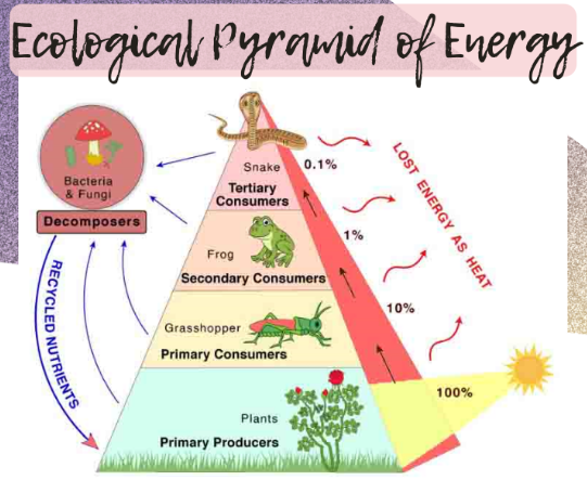 पर्यावरणीय पिरॅमिड | The ecological pyramid : MPSC Gazetted Civil Services Exam 2024 अभ्यास साहित्य_5.1