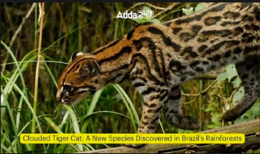 Clouded Tiger Cat | क्लाउडेड टायगर मांजर
