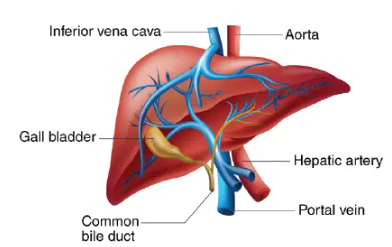 यकृत | Liver : महाराष्ट्र स्टेट बोर्ड व NCERT सिरीज | Maharashtra State Board and NCERT Series_3.1