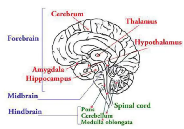 Brain and Emotions: Mapping of Brain and its Emotions_3.1