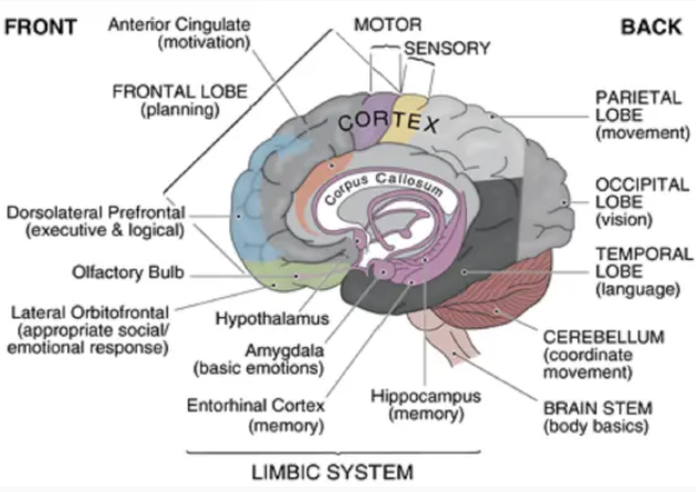 Brain and Emotions: Mapping of Brain and its Emotions_4.1