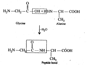 NCERT Solutions for Class 12 Chemistry Chapter 14 Biomolecules | Download Free PDF -_6.1
