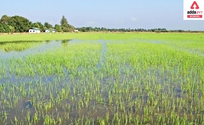 what is irrigation