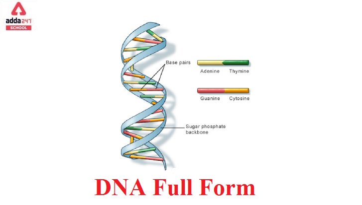 Dna Rna Full Form Adda247