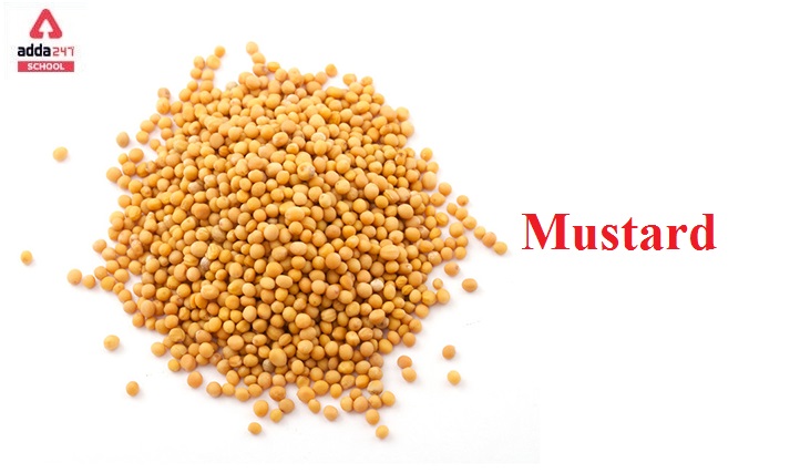 Mustard Meaning and Definition | adda247_40.1