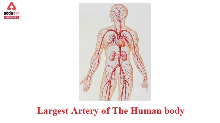 Largest Artery in the Human Body_50.1