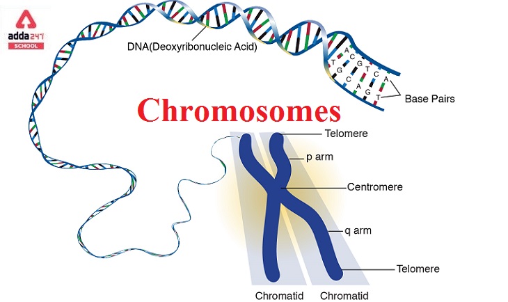 Chromosomes are present in