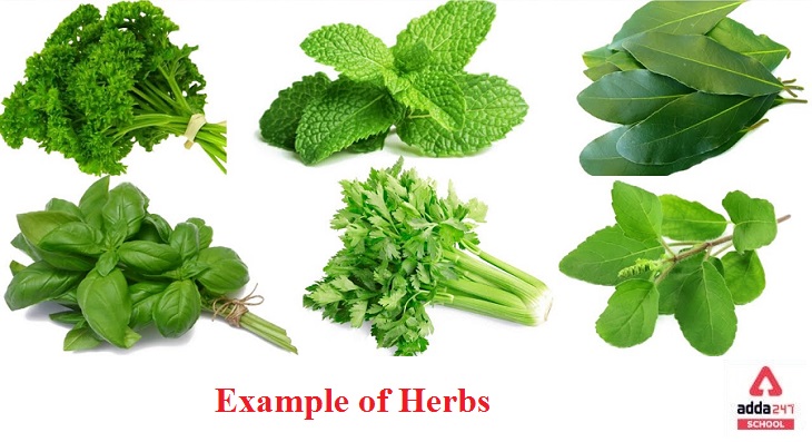 two Example of Herbs