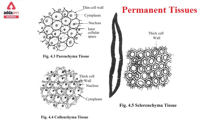 Simple Permanent Tissue