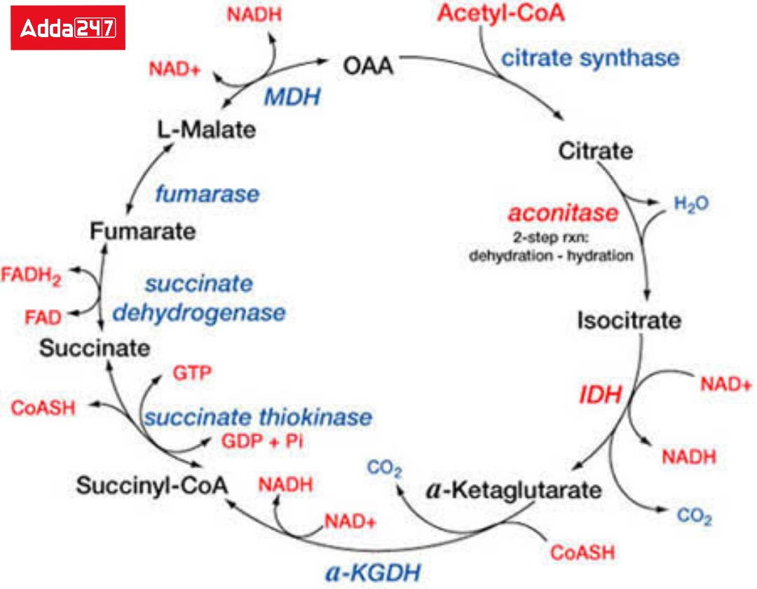 Respiration- In Plants and Human Beings, Equation for Class 10 -_4.1