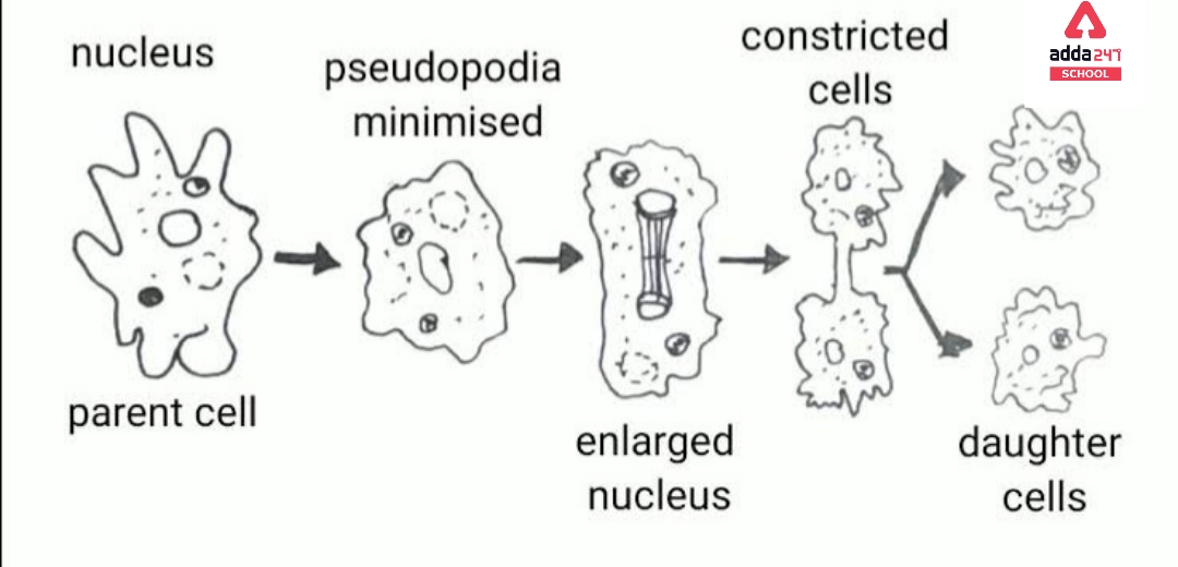 Amoeba: Cell, Diagram, Classification, Nutrition -_8.1