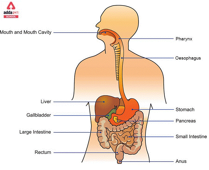 Digestive System of The Human Body: Parts, Diagram & Function_50.1