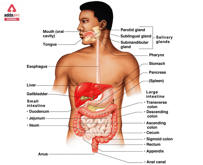 Digestive System of The Human Body: Parts, Diagram & Function_40.1