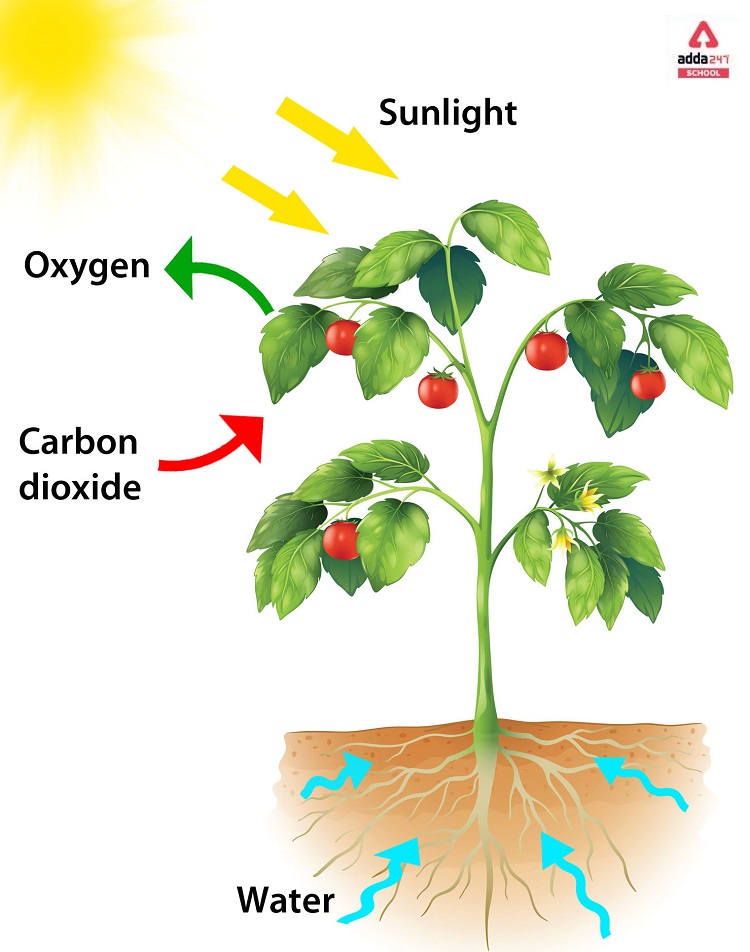 What is Photosynthesis? | Definition, Equation, Process, Reaction_50.1