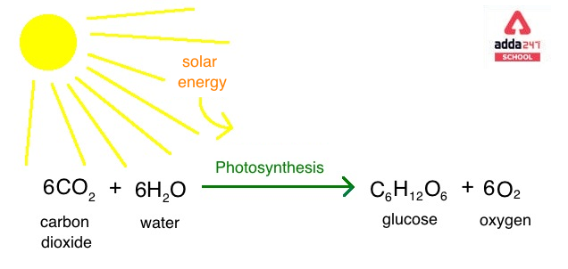 What is Photosynthesis? | Definition, Equation, Process, Reaction_60.1