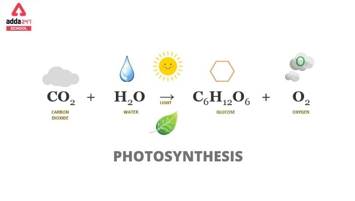 What is Photosynthesis? | Definition, Equation, Process, Reaction_40.1