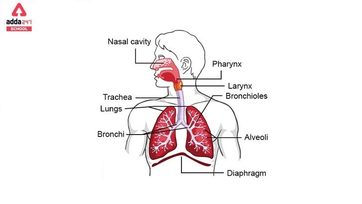 Respiratory System: Parts, Function, Organs and Diseases_40.1