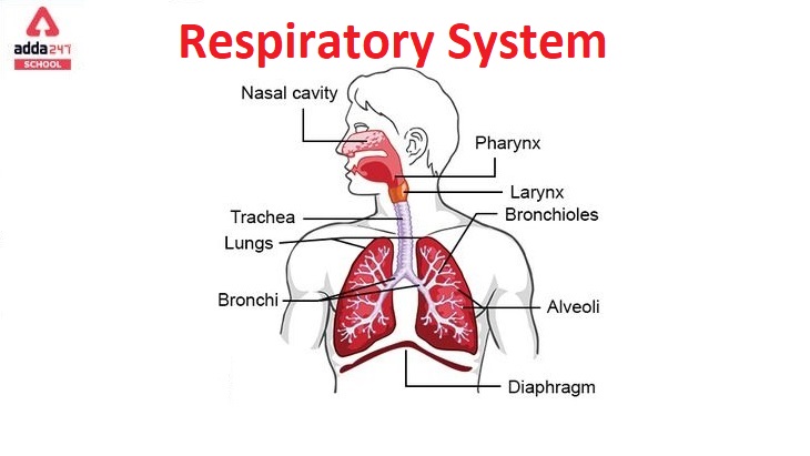 Respiratory System organs