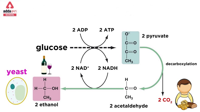 Fermentation: Process, Examples, Reaction, Diagram_40.1