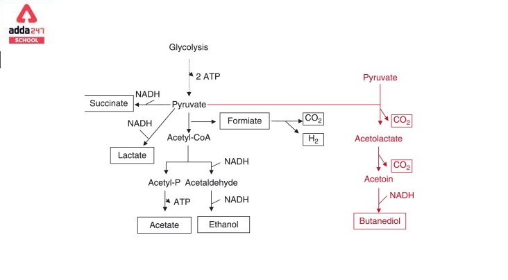 Fermentation: Process, Examples, Reaction, Diagram