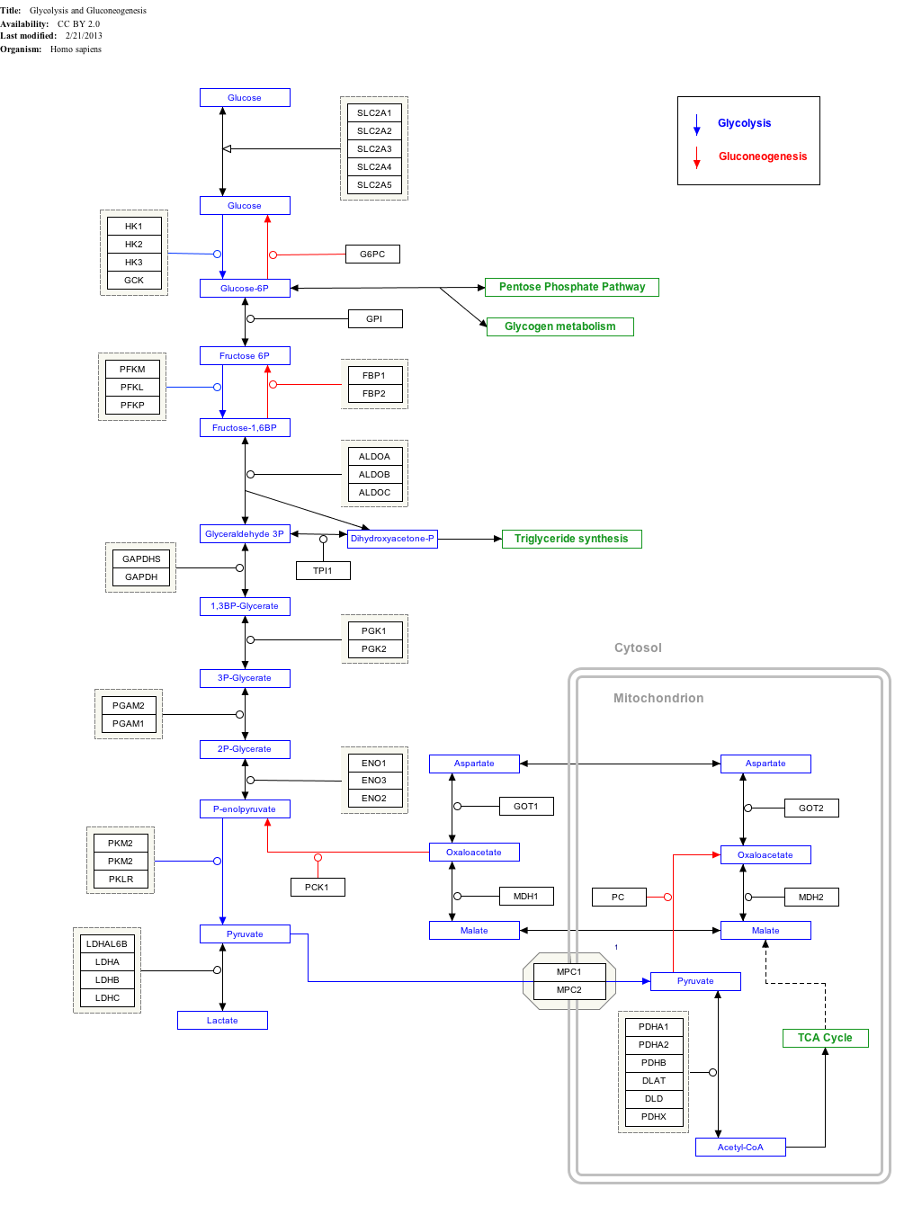 Glycolysis: Pathway, Cycle, Reaction, Diagram_50.1