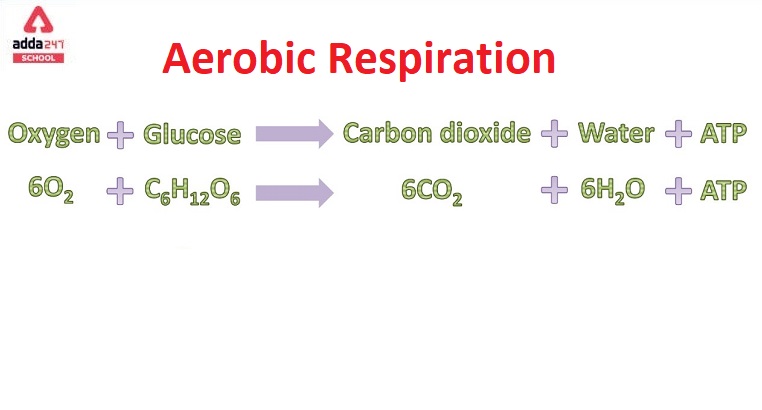 aerobic respiration reaction