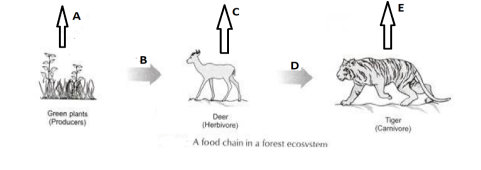 CBSE Class 10 Science Term 2 Sample Paper & Solutions_130.1