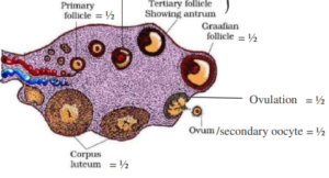 CBSE Class 12 Biology Previous Year Question Papers With Solutions -_5.1