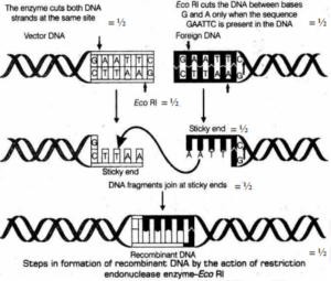 CBSE Class 12 Biology Previous Year Question Papers With Solutions -_6.1