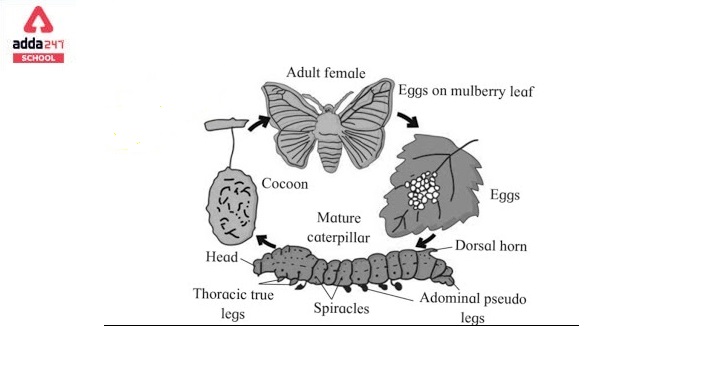 Lifecycle of Silkworm- Diagram, Drawing, Project_50.1