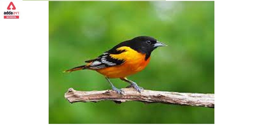 Why Do Birds Move During The Winter?