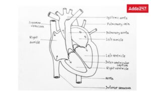Human Heart Diagram, with labelling and Functions