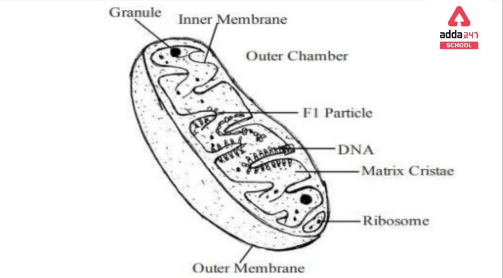 What Is Cell? - Definition, Diagram, Types, Structure & Functions -_6.1