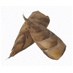 Bamboo shoots