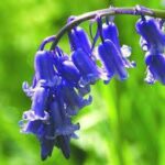 Bluebell flower